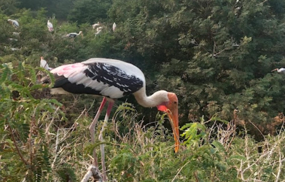 Telineelapuram Bird Nesting Area Image